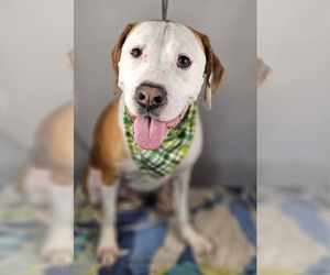 Beau - Male Bullboxer Pit Dog for Adoption - Photo #2