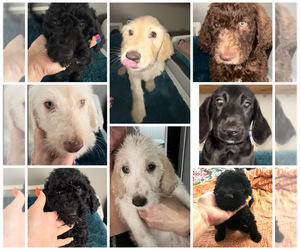 Labradoodle-Poodle (Standard) Mix Puppy for Sale in OAK HARBOR, Washington USA