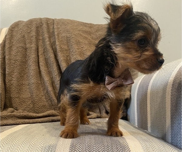 Medium Photo #15 Yorkshire Terrier Puppy For Sale in RICHMOND, MI, USA