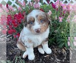 Small Photo #5 Miniature Australian Shepherd Puppy For Sale in PORT ROYAL, PA, USA