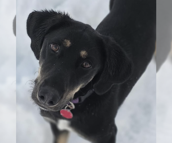Medium Photo #17 Basset Hound-Unknown Mix Puppy For Sale in Brooklyn, NY, USA