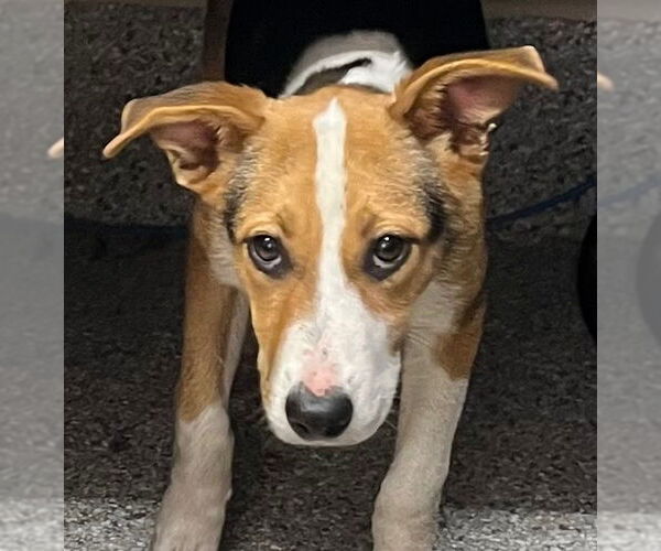 Medium Photo #1 Mutt Puppy For Sale in Tarboro, NC, USA