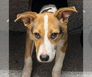 Mutt Dogs for adoption in Tarboro, NC, USA