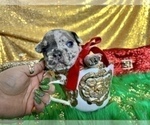 Small Photo #26 French Bulldog Puppy For Sale in HAYWARD, CA, USA