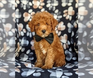 Medium Poodle (Miniature)