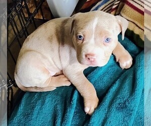 Medium American Bully