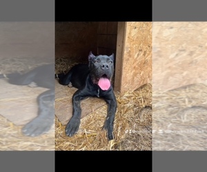 Cane Corso Puppy for sale in FAIRBURN, GA, USA