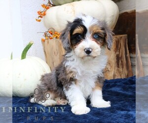 Bernedoodle (Miniature) Puppy for sale in NARVON, PA, USA