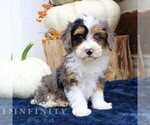 Small Bernedoodle (Miniature)
