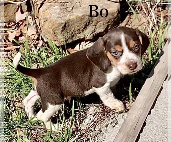 Full screen Photo #2 Beagle Puppy For Sale in MARSHALL, AR, USA
