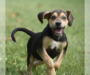 Leo - Male Australian Shepherd-Beagle Mix Dog for Adoption - Photo #2