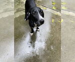 Small #1 Mutt