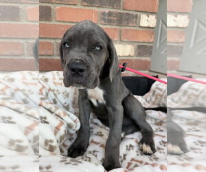 Mutt Dogs for adoption in Goodyear, AZ, USA