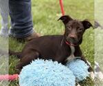 Small #1 Labrador Retriever Mix