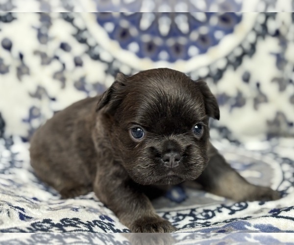 Medium Photo #3 French Bulldog Puppy For Sale in NEWTON, NJ, USA