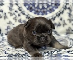 Small #2 French Bulldog