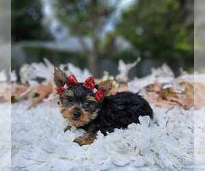 Yorkshire Terrier Puppy for sale in INDIANAPOLIS, IN, USA