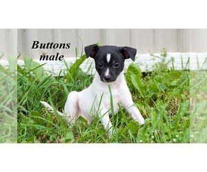 Rat-Cha Puppy for sale in CLARE, MI, USA