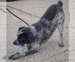 Small Photo #5 Border-Aussie Puppy For Sale in Huntley, IL, USA