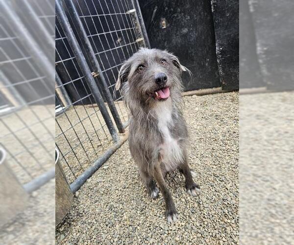 Medium Photo #1 Miniature Schnauzer-Unknown Mix Puppy For Sale in Frisco, CO, USA