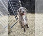 Small Miniature Schnauzer Mix