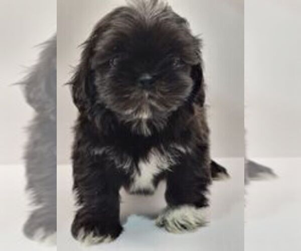 Medium Photo #12 Shih Tzu Puppy For Sale in BRANDON, FL, USA