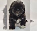 Small Photo #12 Shih Tzu Puppy For Sale in BRANDON, FL, USA