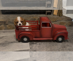 Small #2 Cavalier King Charles Spaniel
