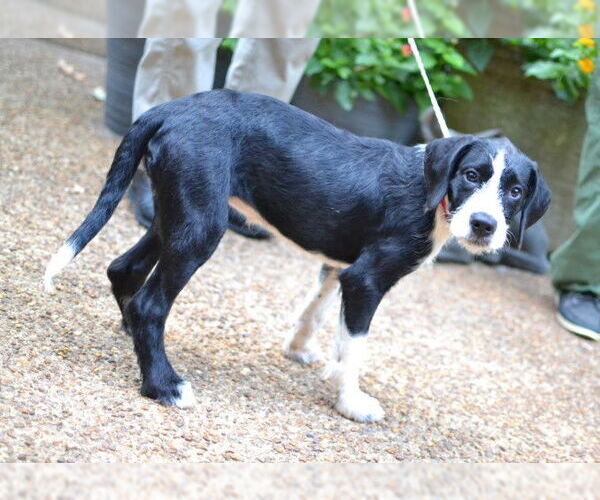 Medium Photo #3 Border Collie-Unknown Mix Puppy For Sale in Enfield, CT, USA