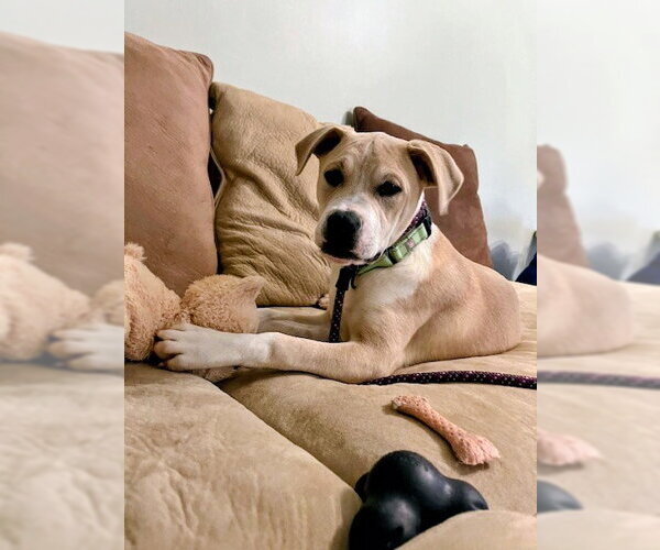 Medium Photo #8 Mutt Puppy For Sale in Rockaway, NJ, USA