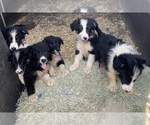 Small Photo #5 Border Collie Puppy For Sale in BLANCO, TX, USA