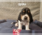 Puppy Spike Basset Hound