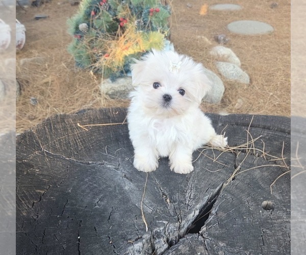 Medium Photo #1 Maltese Puppy For Sale in SANTA CLARITA, CA, USA