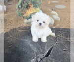 Litter of 4 - Male(s) and Female(s) MalteseLitter of Puppies for Sale - Small photo