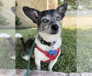 Calvin - Male Chihuahua-Unknown Mix Dog for Adoption - Photo #7