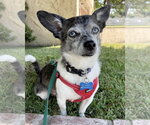 Small #6 Chihuahua Mix