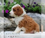 Small #3 Bernedoodle (Miniature)