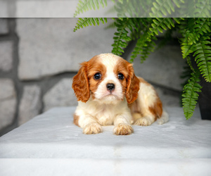 Cavalier King Charles Spaniel Litter for sale in NARVON, PA, USA