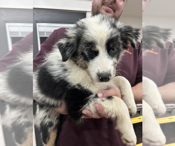 Medium Photo #3 Australian Shepherd Puppy For Sale in TYLER, TX, USA