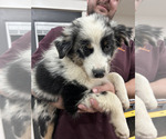 Small #2 Australian Shepherd
