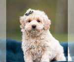 Small #4 Maltipoo (Miniature)