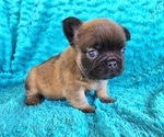 Small Photo #3 French Bulldog Puppy For Sale in LAS VEGAS, NV, USA
