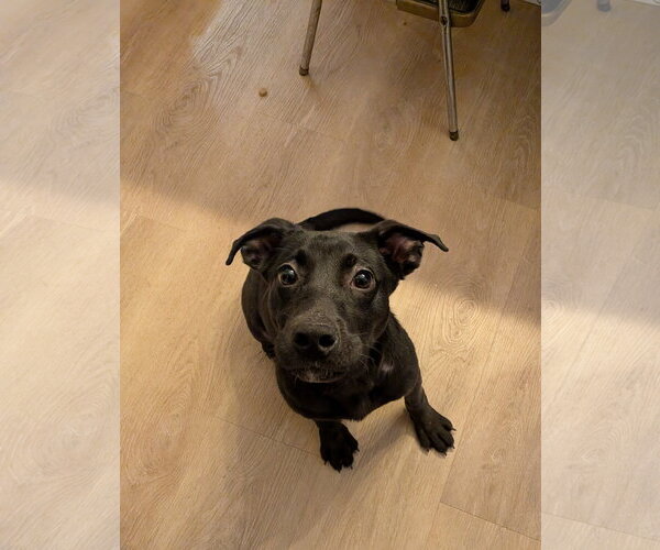 Medium Photo #13 Labrador Retriever-Unknown Mix Puppy For Sale in Mount Laurel, NJ, USA
