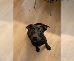 Small #12 Labrador Retriever Mix