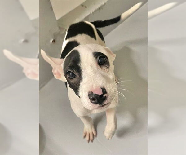 Medium Photo #2 American Pit Bull Terrier-Unknown Mix Puppy For Sale in Augusta, GA, USA