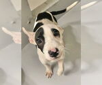 Small #1 American Pit Bull Terrier Mix