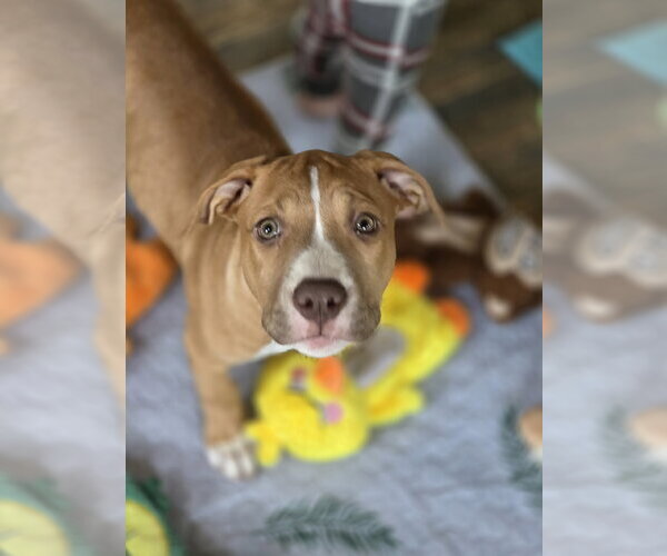 Medium Photo #3 Mutt Puppy For Sale in New London, WI, USA