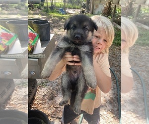 German Shepherd Dog Puppy for sale in CRYSTAL RIVER, FL, USA