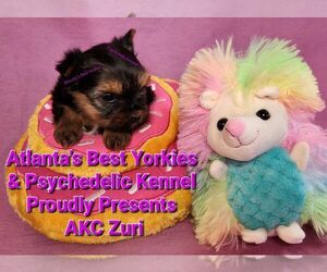 Medium Yorkshire Terrier