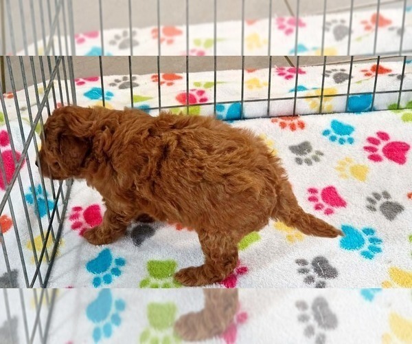 Medium Photo #2 Cavapoo mix (+ Poodle Miniature) Puppy For Sale in ORO VALLEY, AZ, USA